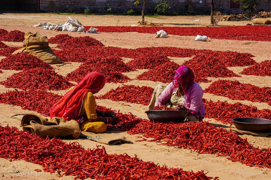 Rajasthan's Laal Badshah — Now in Your Kitchen
